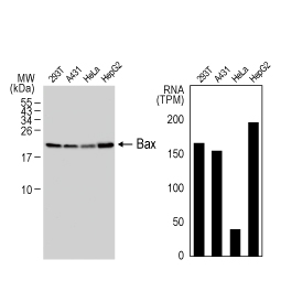 Bax antibody [HL236] (GTX635715)